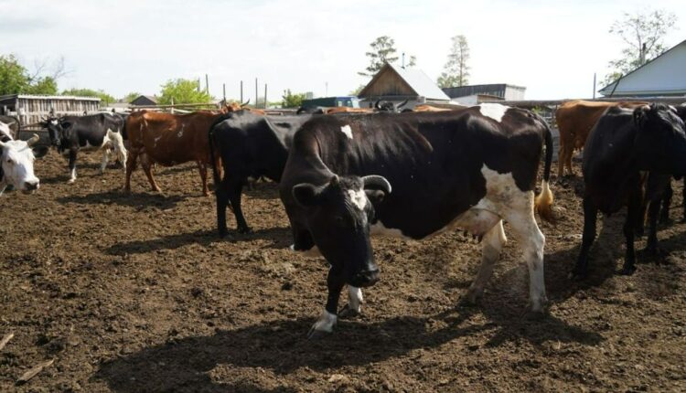 ANSVSA activează măsuri de urgență pentru prevenirea febrei aftoase în România