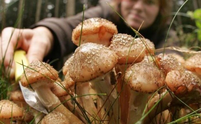 Tragedie în Moșna din cauza intoxicației cu ciuperci culese din pădure