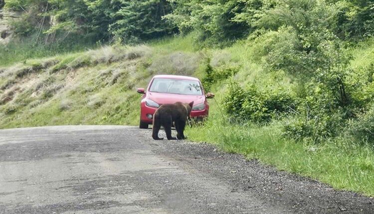 Primarul din Cârțișoara cere relocarea de urgență a ursului care dă târcoale localității