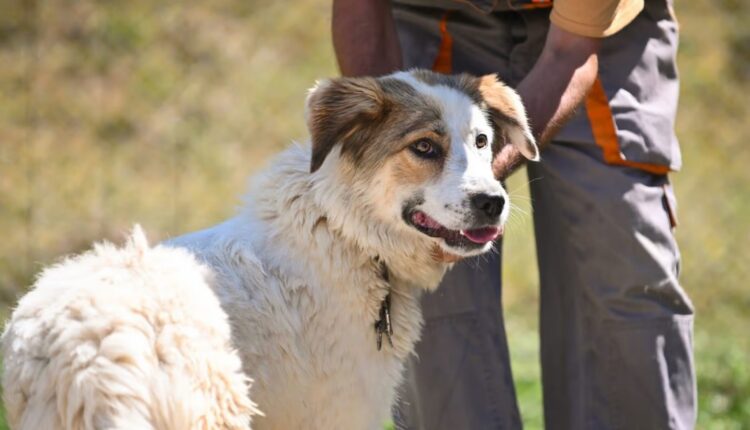 Cresc taxele pentru adopția la distanță a câinilor din adăpostul public din Sibiu