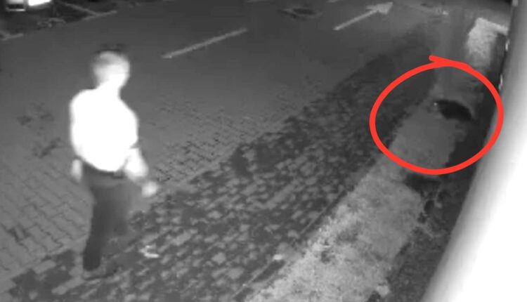 Poliția Sibiu identifică agresorul unui câine bătut, dar acesta susține o altă variantă