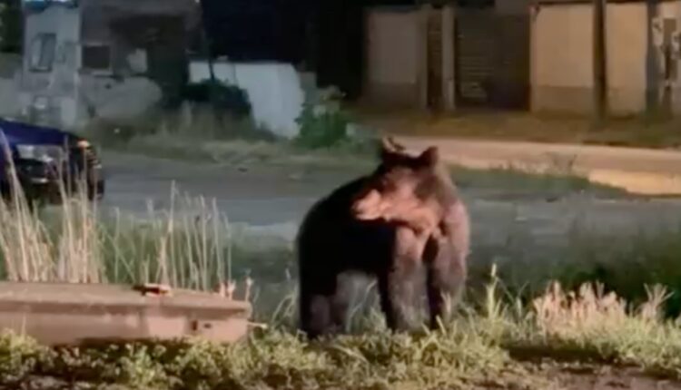 Pui de urs lovit de tren la Turnu Roșu, a murit pe loc