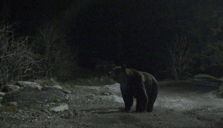 Urs semnalat în Șelimbăr, autoritățile au emis mesaj RO-ALERT