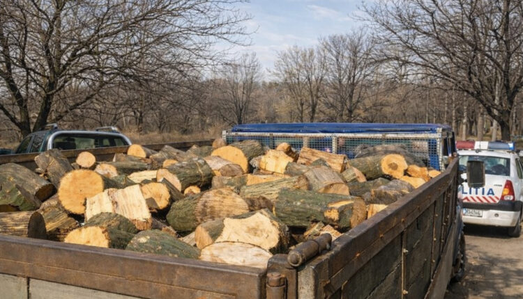 Șase bărbați prinși cu lemne furate din pădurea de la Mohu