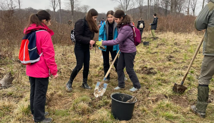 Acțiune de împădurire la Marpod, sibienii invitați să participe la eveniment