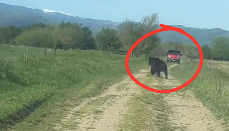 Alertă în Cartierul Arhitecților după apariția unui urs în apropierea locuințelor