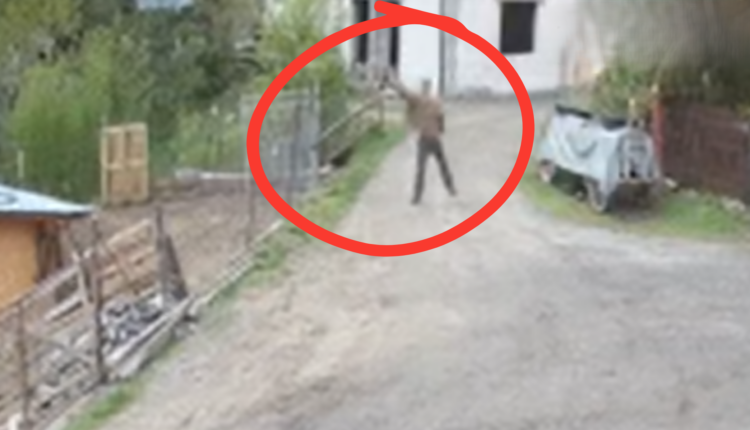 Anchetă a poliției în cazul porcului mort aruncat în curtea vecinului la Tălmăcel