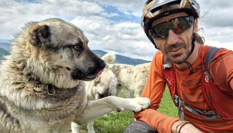 Jurnalist din Sibiu scoate la lumină expoziția despre câinii ciobănești