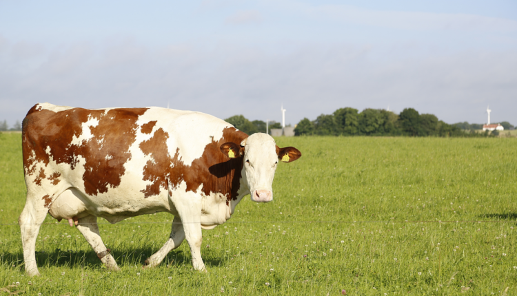 Primăria Răcovița anunță începerea închirierii pășunii comunale pentru crescători de animale