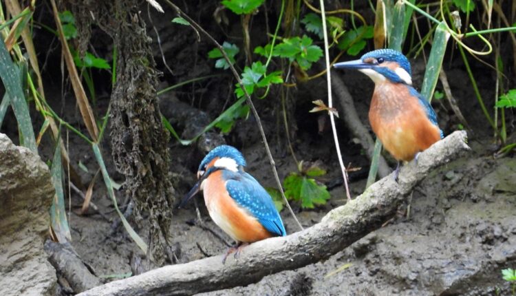 Tur ornitologic gratuit în lunca Cibinului pentru observarea pescărașului albastru