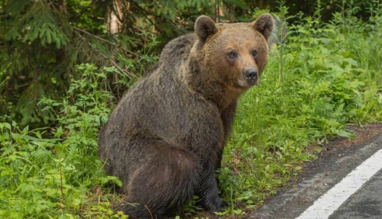 Urs văzut într-o zonă frecventată de familii și bicicliști la Sibiu