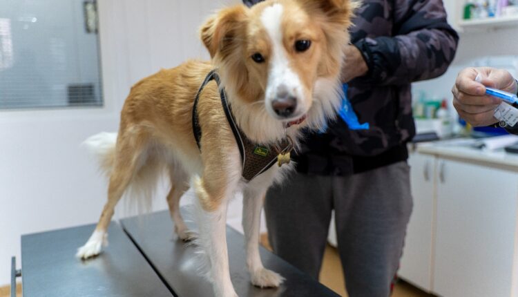 Asociația Animal Life Sibiu susține sterilizarea ca metodă eficientă de reducere a abandonului animalelor
