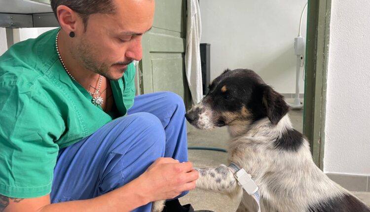Peste 150 de animale sterilizate gratuit la Agnita în cadrul unei campanii recente