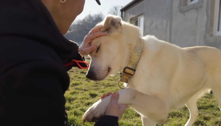 Pui abandonați în saci și câini bătrâni lăsați pe străzi la Animal Life Sibiu